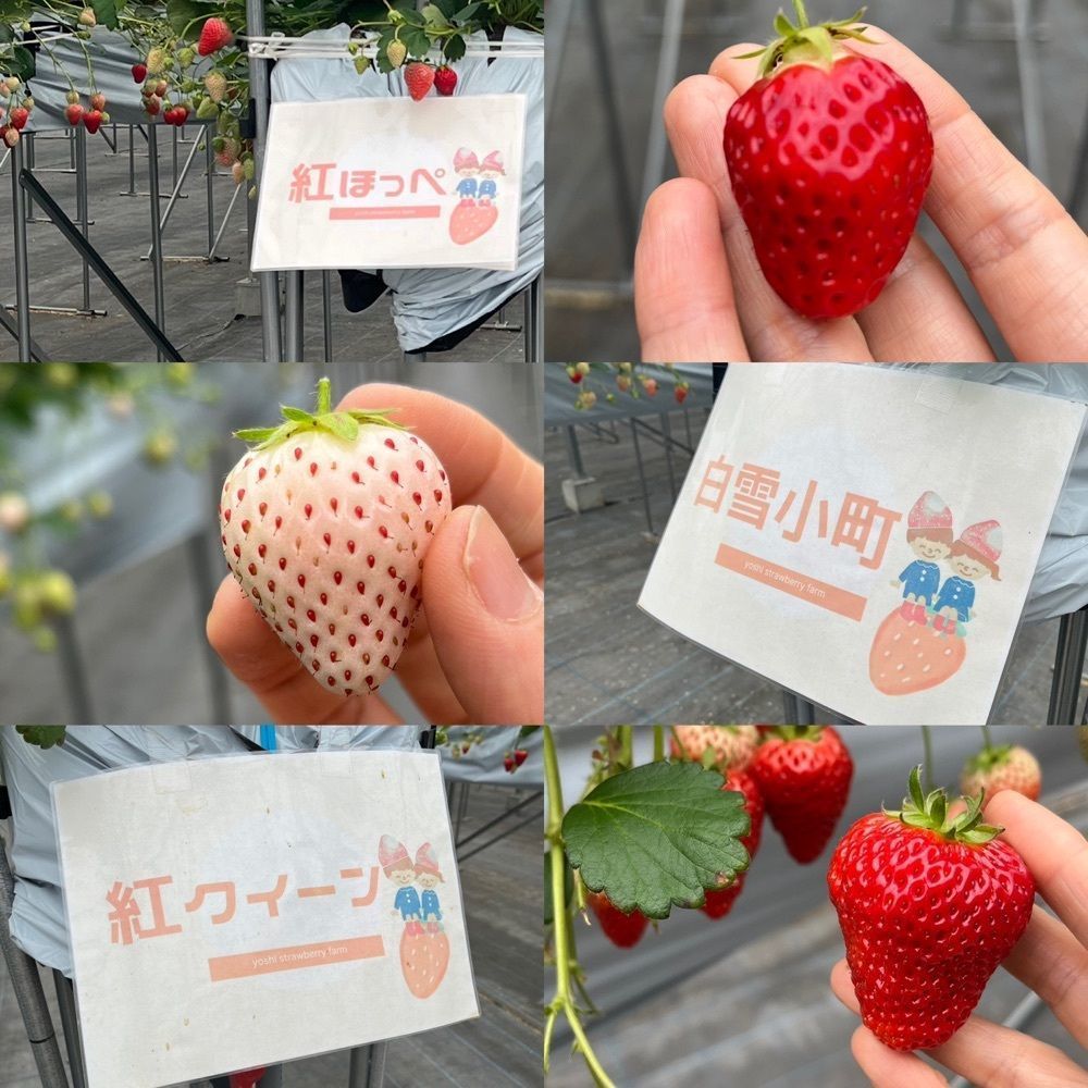 エリーチカさんが投稿した慶いちご農園に関する口コミの画像