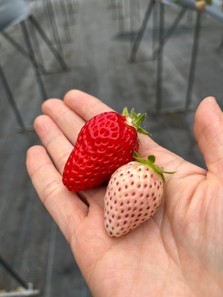 エリーチカさんが投稿した慶いちご農園に関する口コミの画像