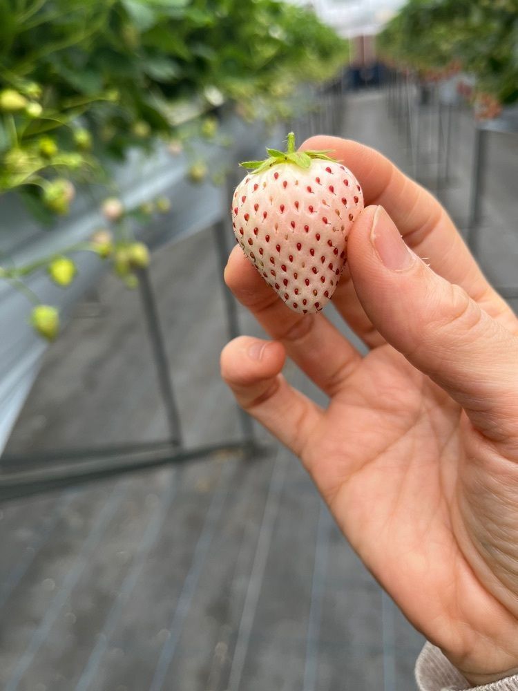 エリーチカさんが投稿した慶いちご農園に関する口コミの画像