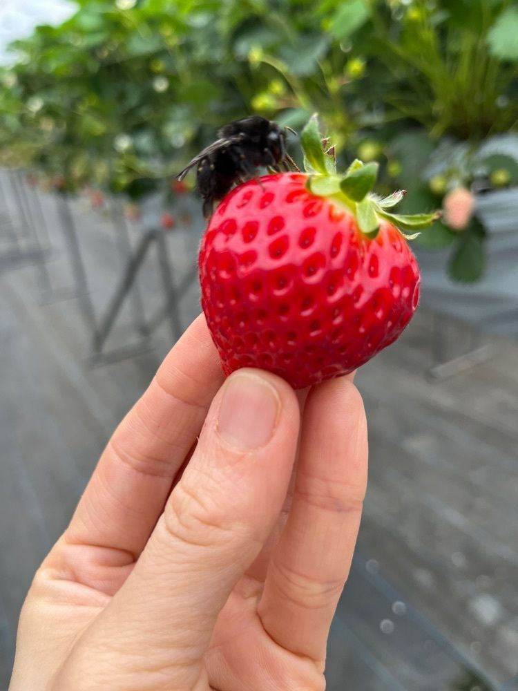 エリーチカさんが投稿した慶いちご農園に関する口コミの画像