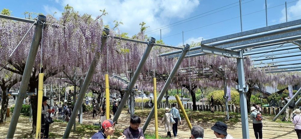 A bientot Japonさんが投稿した山田の藤に関する口コミの画像