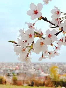 三神峯公園の桜