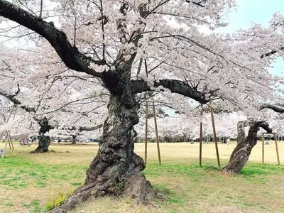 三神峯公園の桜 3枚目