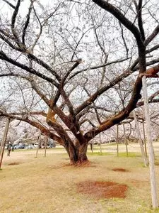 三神峯公園の桜 2枚目