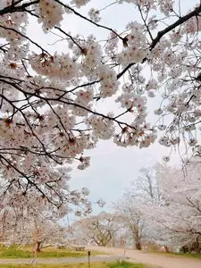 三神峯公園の桜 1枚目