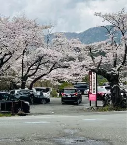 冨士御室浅間神社の桜