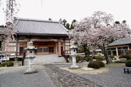 冨士御室浅間神社の桜