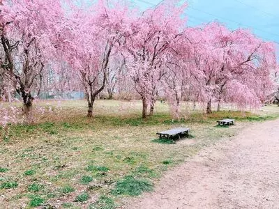 三神峯公園の桜