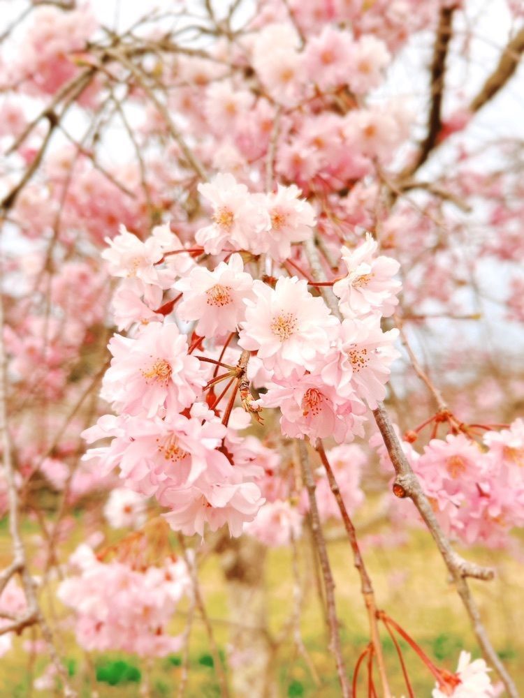 猫なぎ。さんが投稿した三神峯公園の桜に関する口コミの画像
