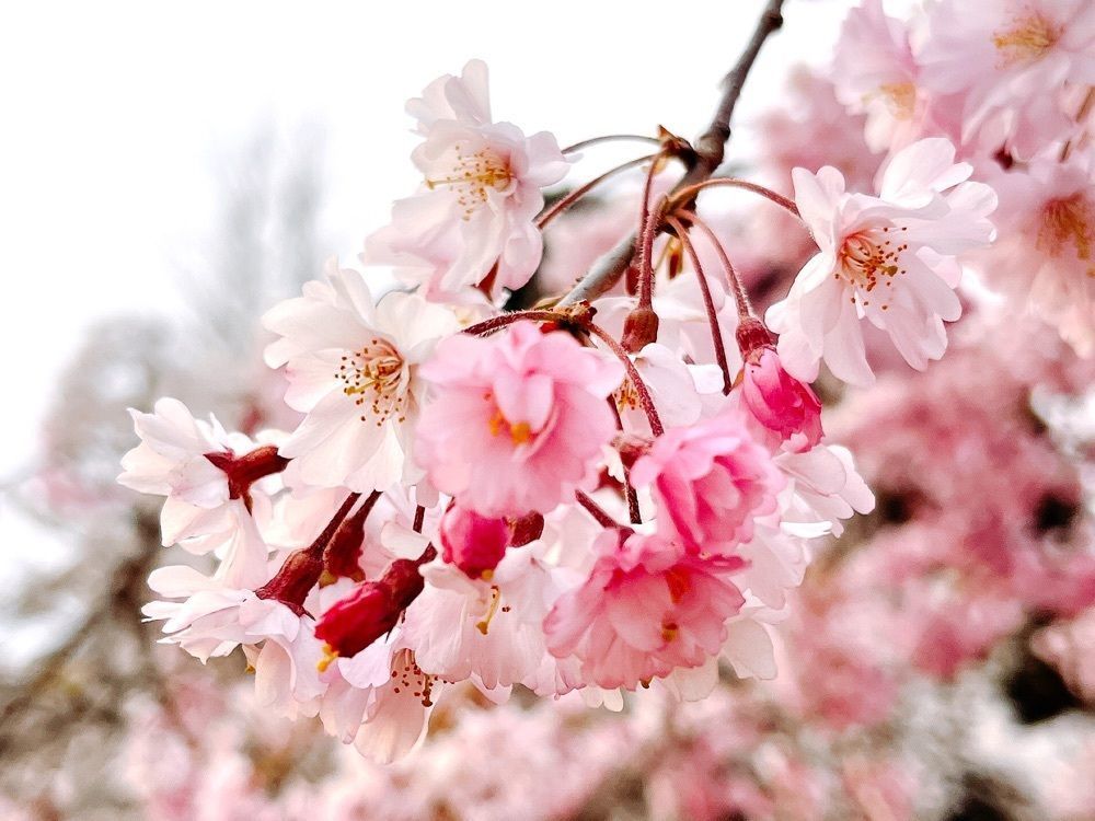 猫なぎ。さんが投稿した三神峯公園の桜に関する口コミの画像