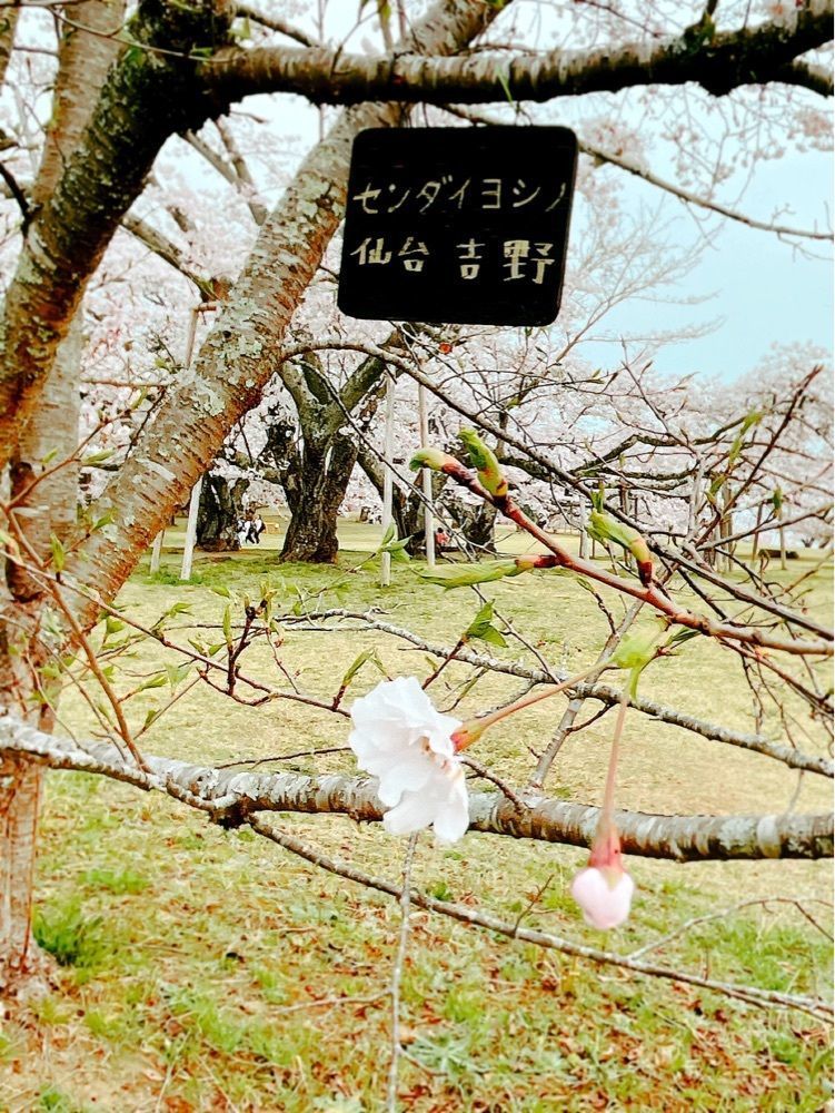 猫なぎ。さんが投稿した三神峯公園の桜に関する口コミの画像