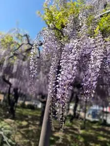 竹鼻別院のフジ