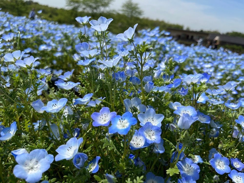 ハルさんが投稿した富田さとにわ耕園（トミタサトニワコウエン）に関する口コミの画像