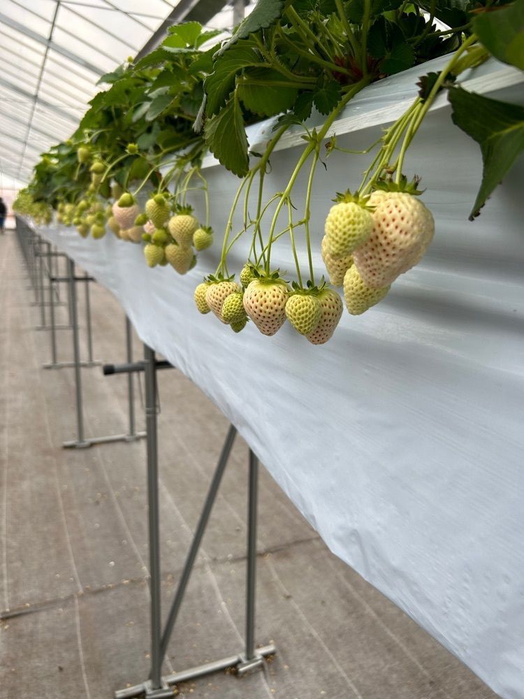 chanyamaさんが投稿した観光農園 Bee my Berryに関する口コミの画像