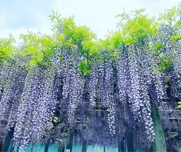 武蔵寺の藤
