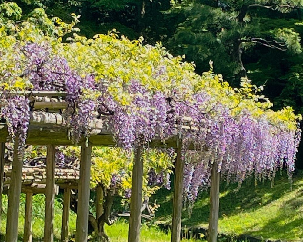 active34さんが投稿した屏風岩（小石川後楽園）に関する口コミの画像