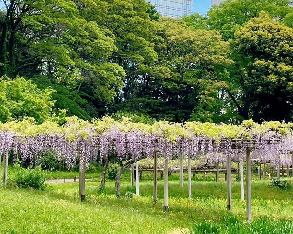 active34さんが投稿した屏風岩（小石川後楽園）に関する口コミの画像