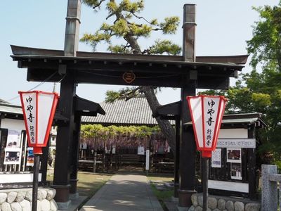 熊野の長フジ（行興寺） 3枚目