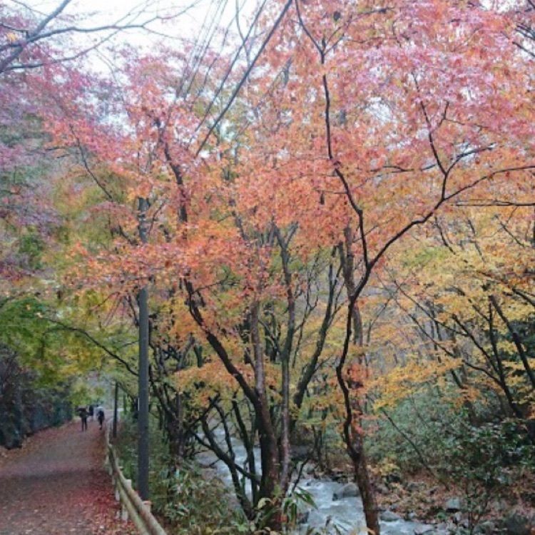 ＤＪゴン太さんが投稿した花貫渓谷の紅葉に関する口コミの画像