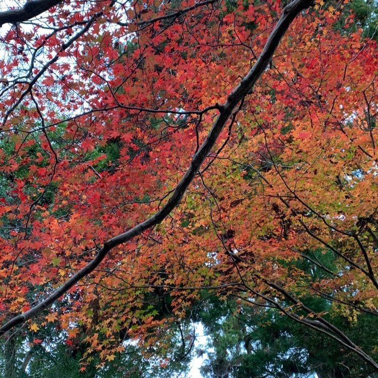 nostalgic_tourism_411aさんが投稿した聖宝寺に関する口コミの画像