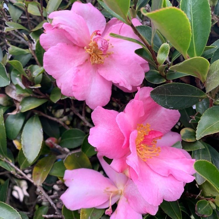 blossom&C7の画像
