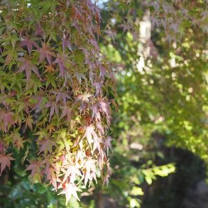 大山緑地 3枚目