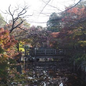 大山緑地 5枚目