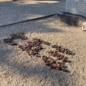 大山緑地 7枚目