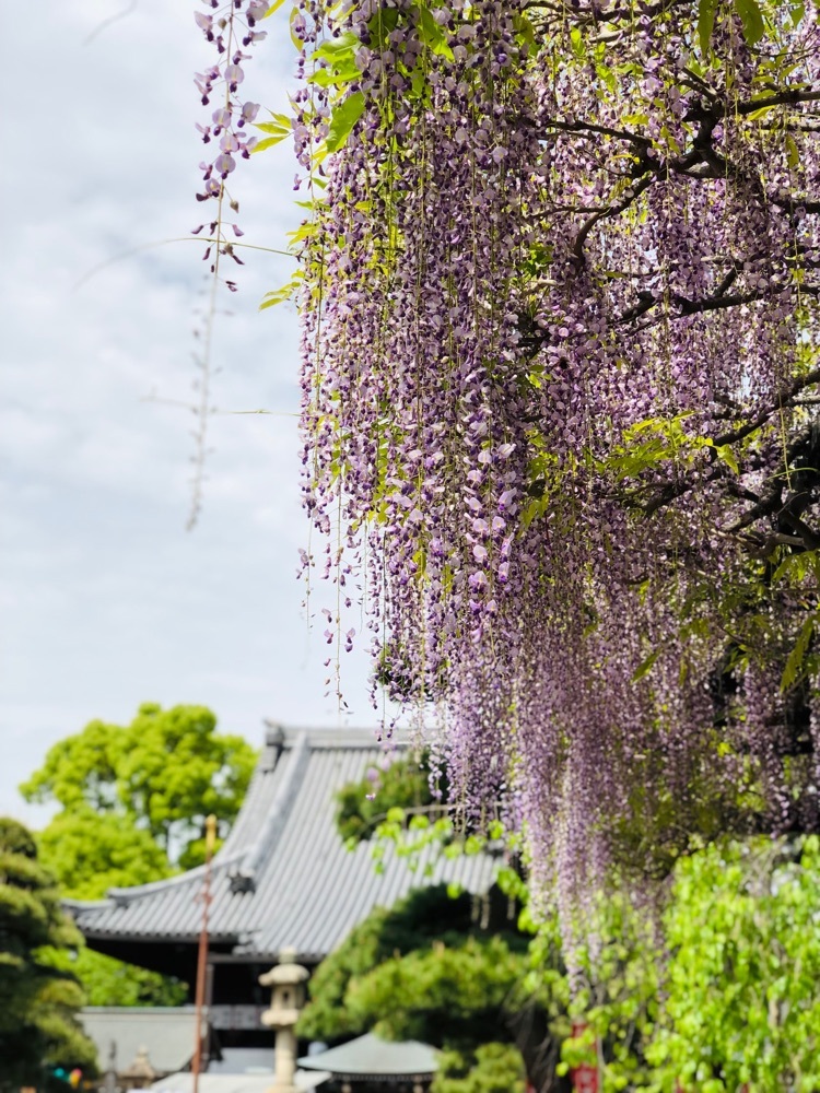 葛井寺本堂