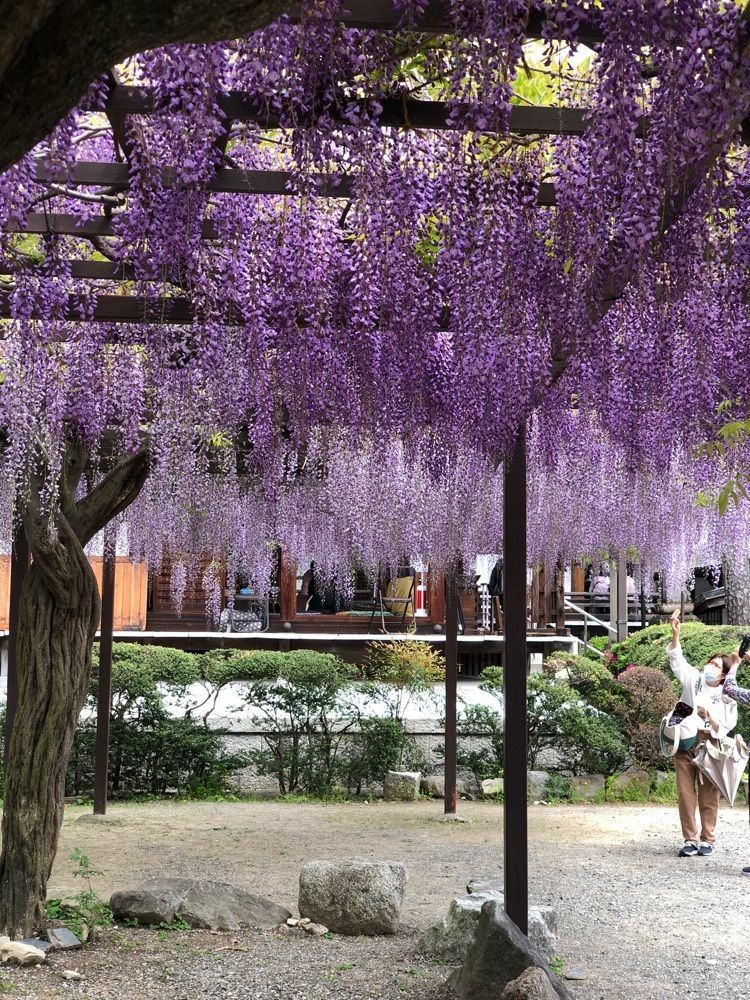 nicanさんが投稿した葛井寺本堂に関する口コミの画像