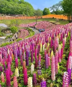 鹿沼花木センター