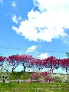 園原