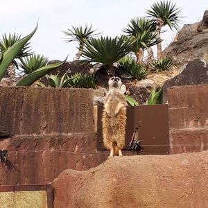 伊豆シャボテン動物公園