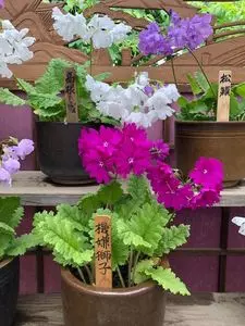 平櫛田中彫刻美術館