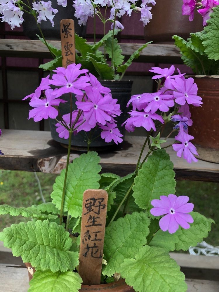それなはとけさんが投稿した平櫛田中彫刻美術館に関する口コミの画像