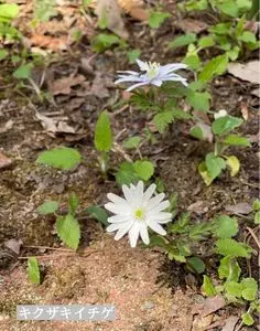 ひるがの高原リゾート翠峯苑