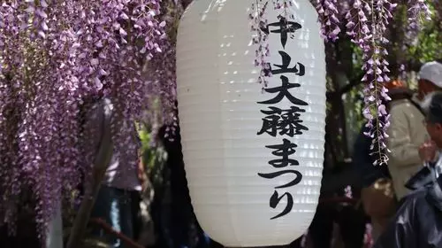 中山大藤