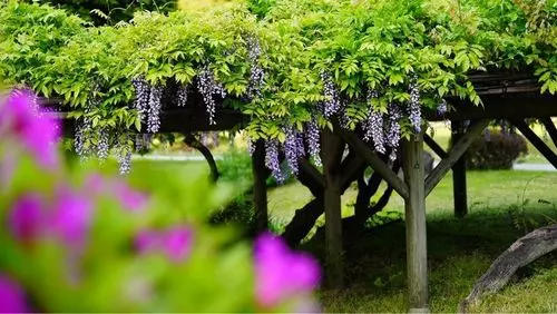 浜離宮恩賜庭園のお花畑