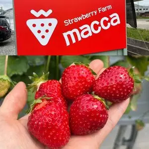 いちご畑 macca（まっか）