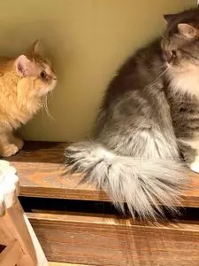 猫カフェMOCHA 池袋西口店