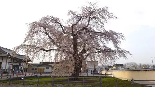 法亀寺　しだれ桜