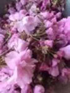 芝山ゴルフ倶楽部