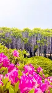 玉敷神社の大藤