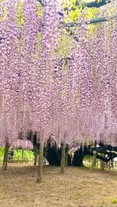 玉敷神社の大藤