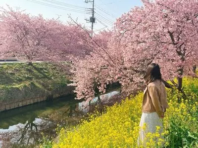青毛堀の桜堤