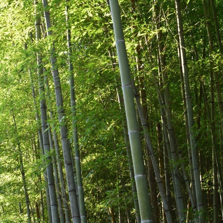 佳さんが投稿した地蔵院に関する口コミの画像