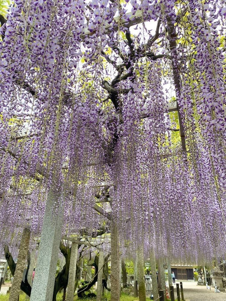 NBR OTさんが投稿した三大神社に関する口コミの画像