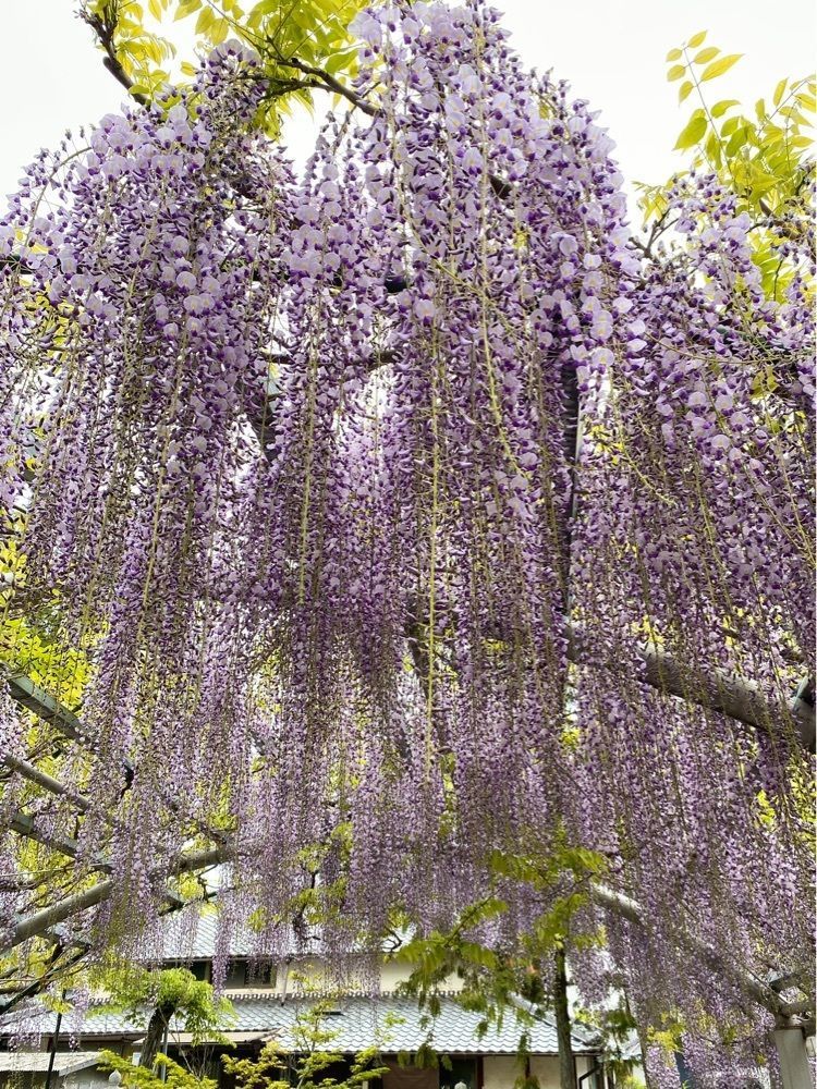 NBR OTさんが投稿した三大神社に関する口コミの画像