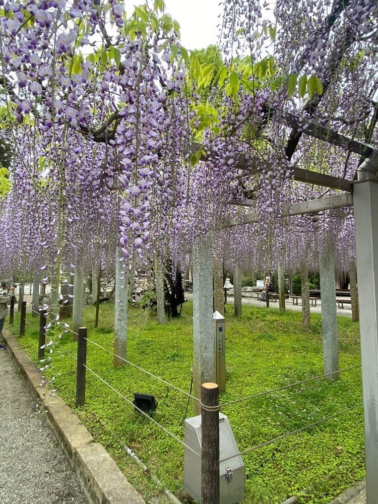 NBR OTさんが投稿した三大神社に関する口コミの画像