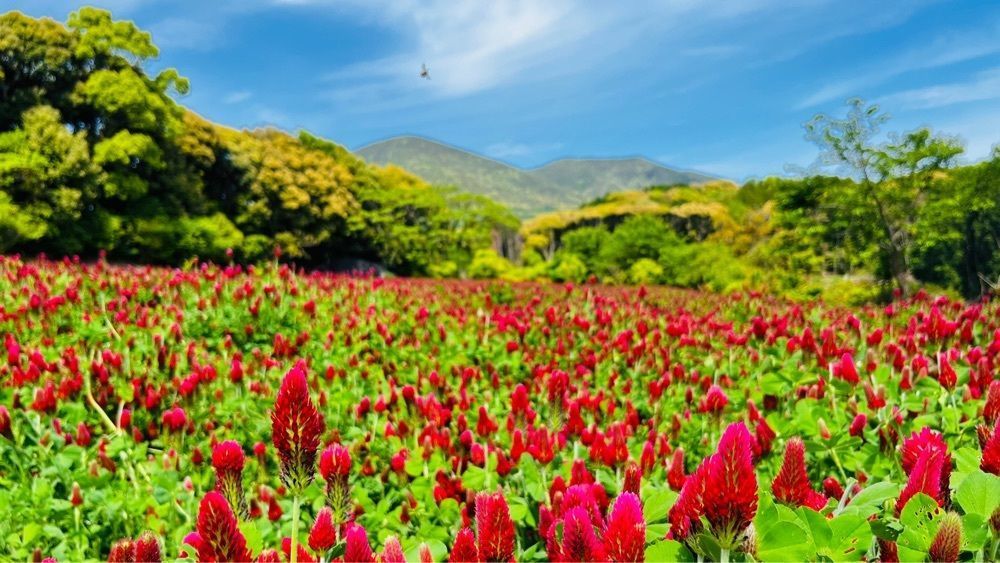 ponponao②さんが投稿した大又農園 野の実に関する口コミの画像